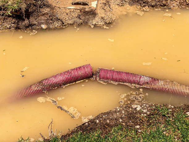 Best Flood damage cleanup  in Highlands, CA